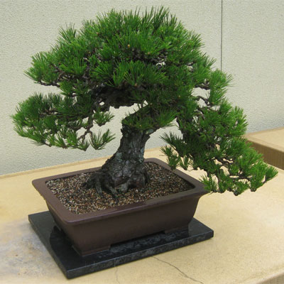  bonsai
